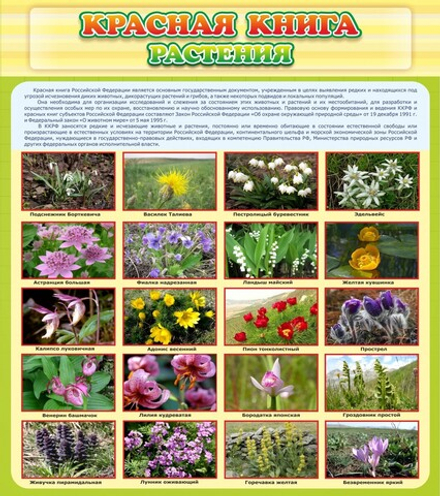 Стенд "Красная книга - растения"