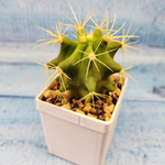 Ferocactus glaucescens (Ферокактус)