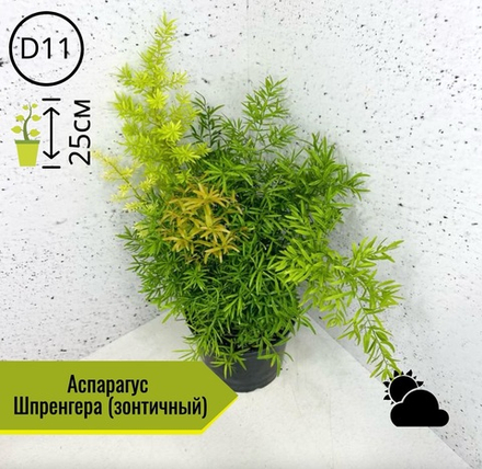 Аспарагус Шпренгера D11 H25