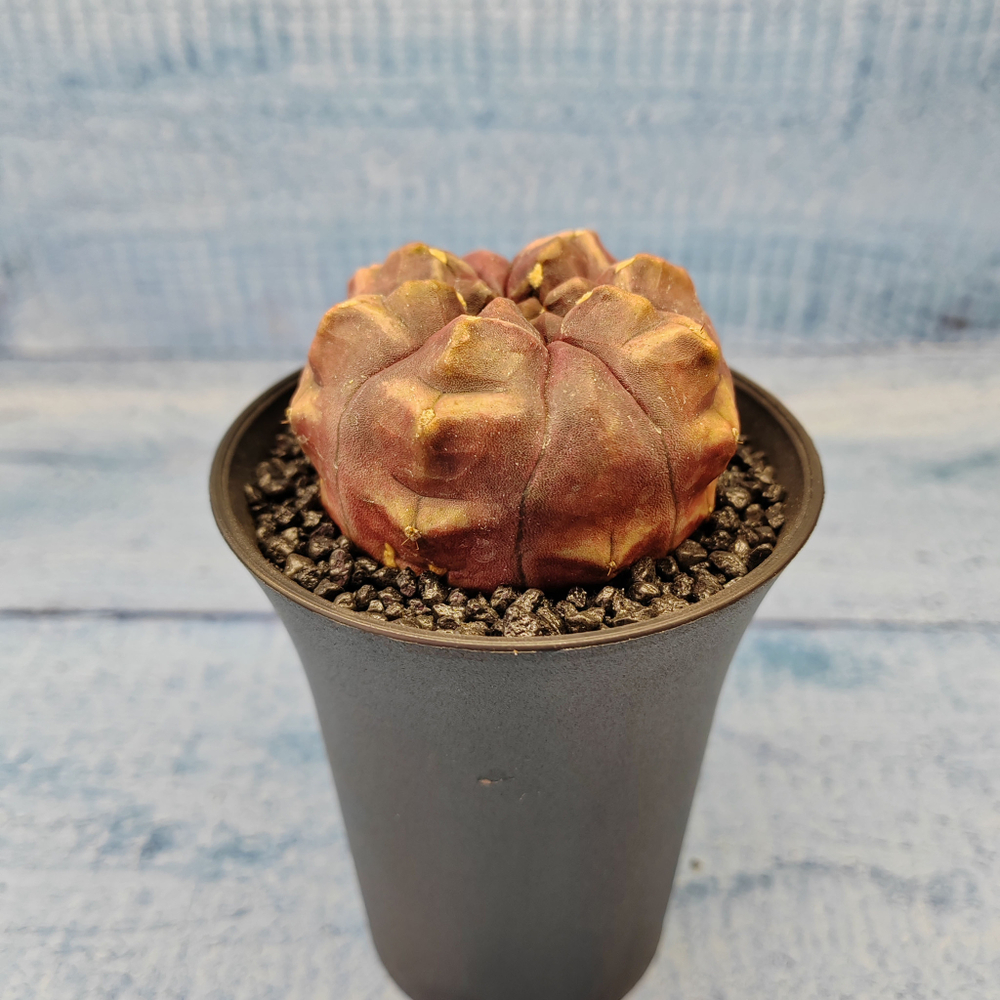 Gymnocalycium Daydream (Гимнокалициум)