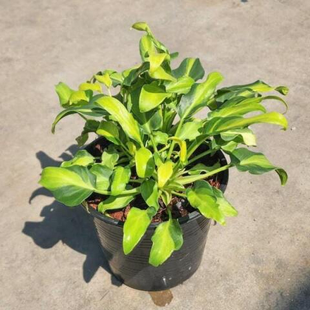 Филодендрон XANADU DWARF VAR