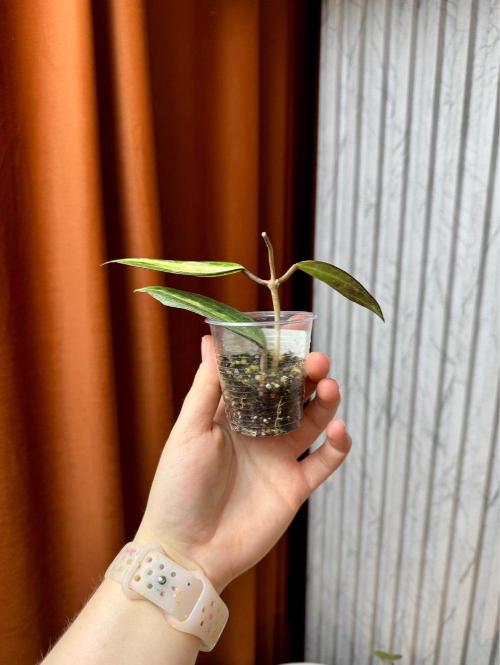 Хойя Макрофилла Пот Оф Голд, D5см Н15см, 1шт, Urban Jungle