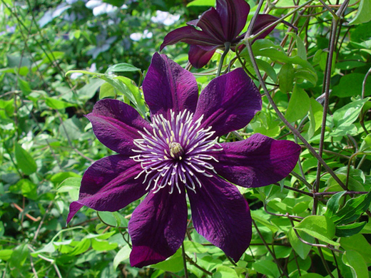 Клематис цельнолистный Пантер трехлетка наличие