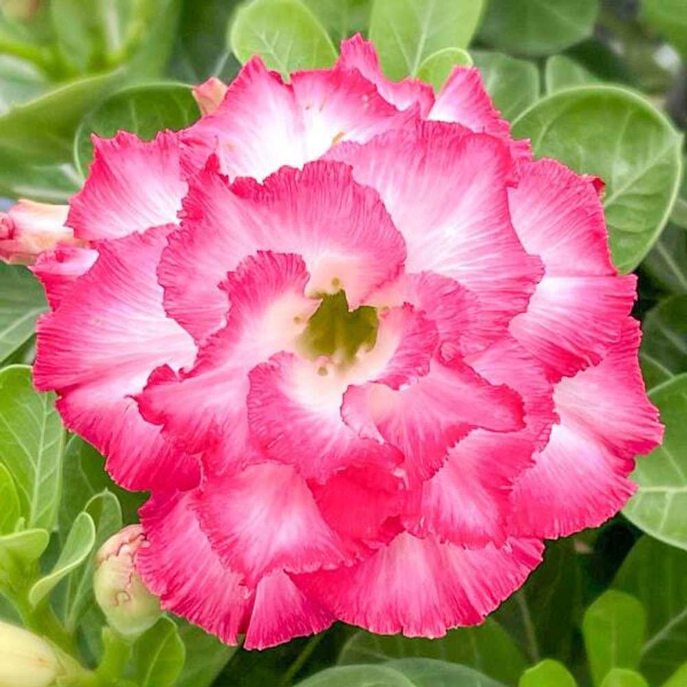 Адениум CARE BEAR