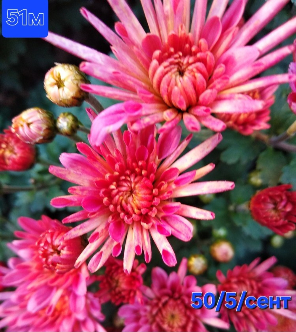 САЖЕНЦЫ ХРИЗАНТЕМЫ МУЛЬТИФЛОРА РОЗОВАЯ ИГОЛЬЧАТАЯ №51