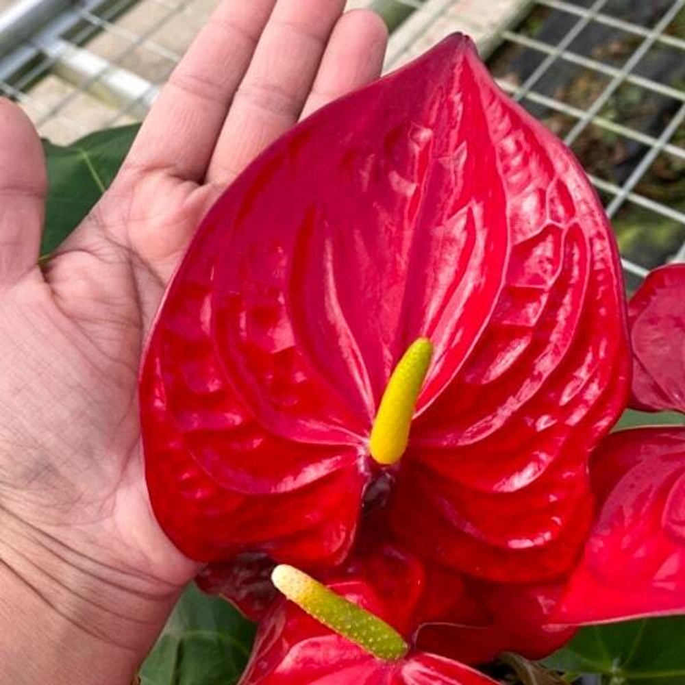 Антуриум Андре NEVADA