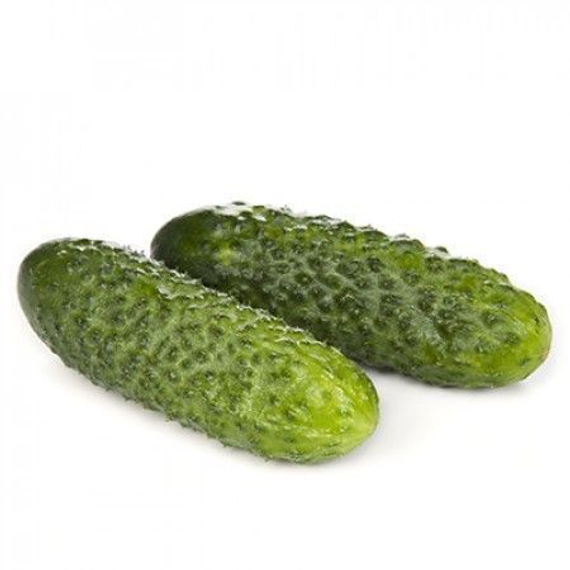 ЛИСТ F1 семена огурца Rijk Zwaan цена – фото 1