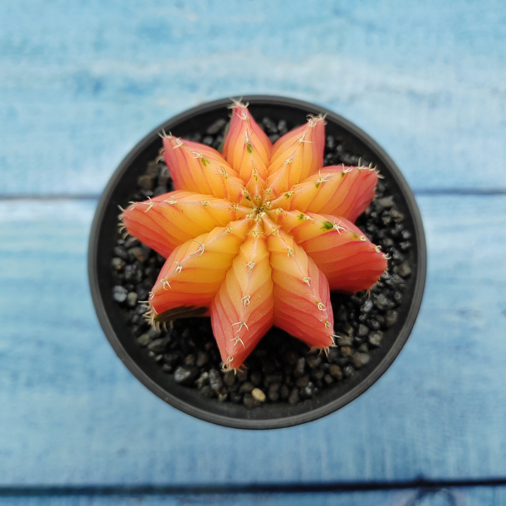 Gymnocalycium Variegata (Гимнокалициум Вариегатный)