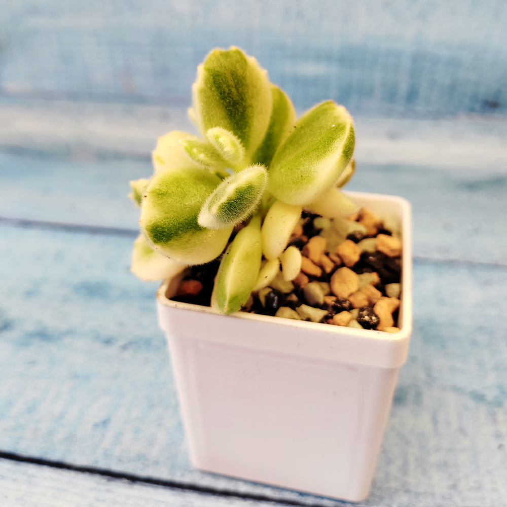Сotyledon Tomentosa variegated (Котиледон)