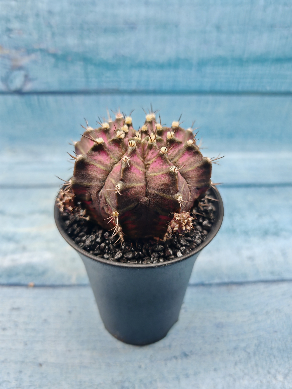 Gymnocalycium T-Rex Pink hybrid (Гимнокалициум T-rex)