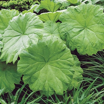 Астильбоидес пластинчатый. Astilboides tabularis.