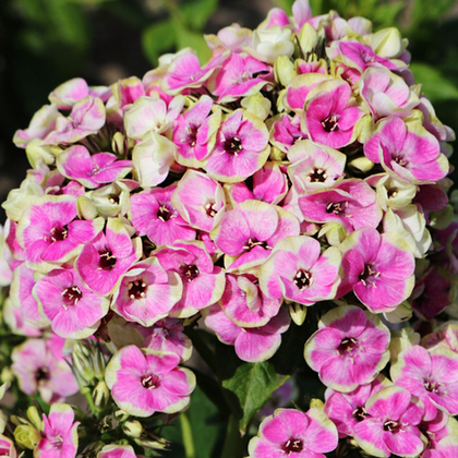 Флокс метельчатый Орхид Йеллоу / Orchid Yellow