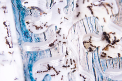 Муравьиная ферма START