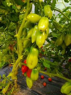 Сан Марцано (San Marzano) сорт томата