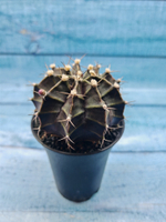 Gymnocalycium Mihanovichii black (Гимнокалициум)