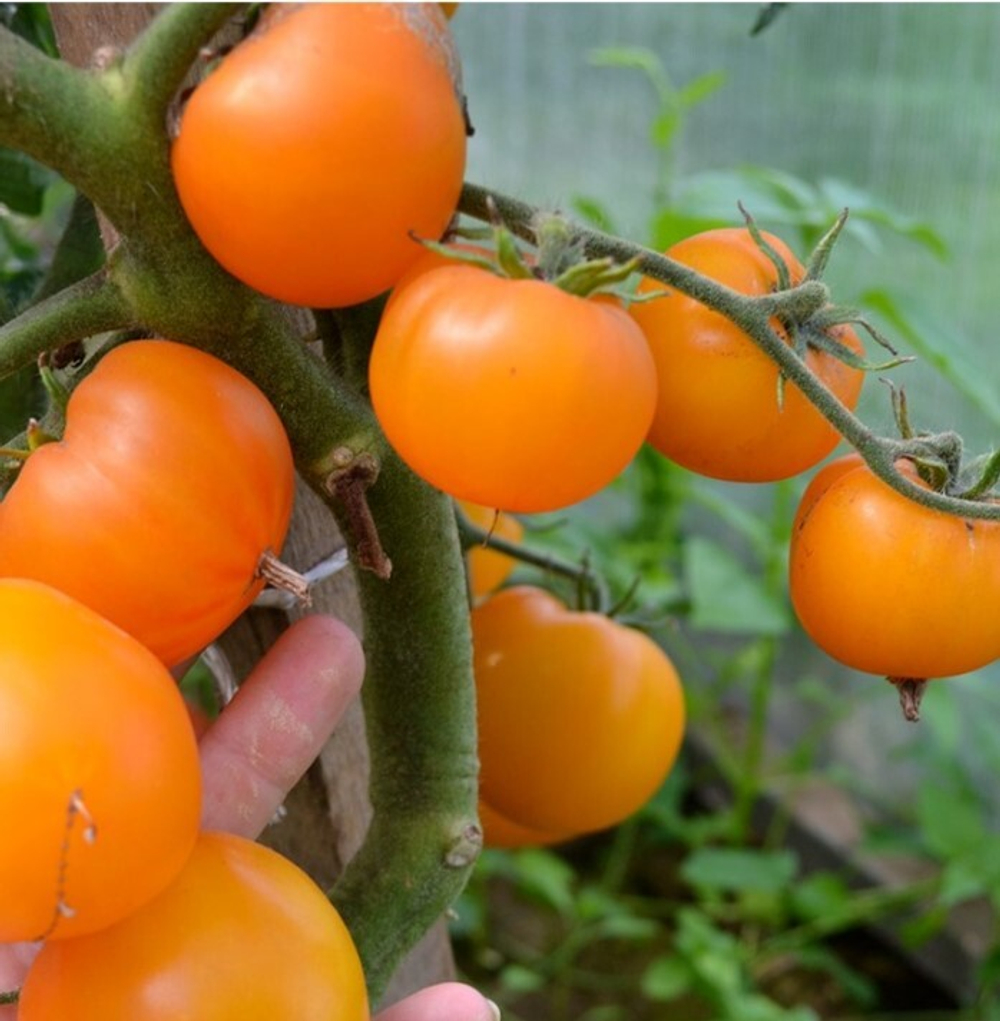 Гном оранжевый черри(Вариегата) / Dwarf Orange Cherry (Variegated)