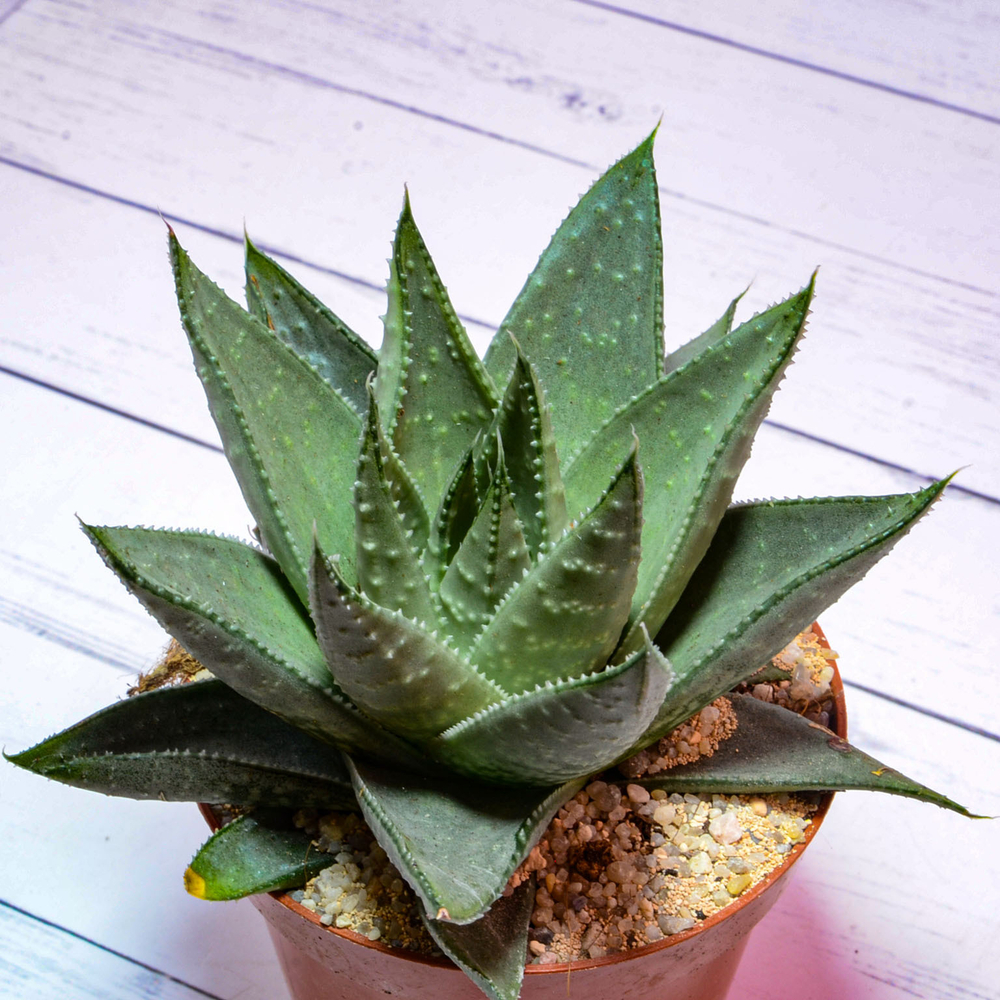 Haworthia Savanna (Хавортия Саванна)