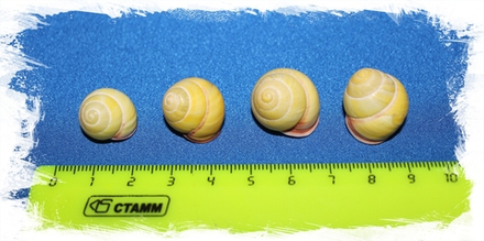 Желтая Улитка, 1-2см, 1шт