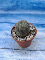 Euphorbia Obesa (Эуфорбия)