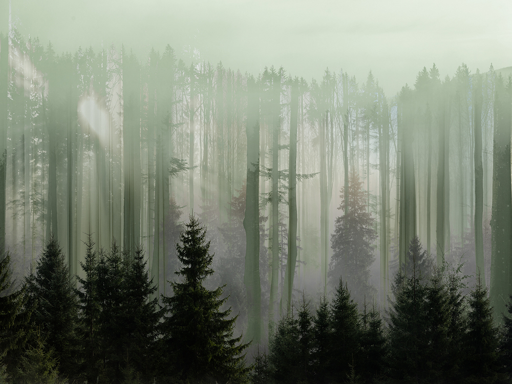 Коллекция FORESTA