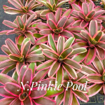 Неорегелия PINK POOL