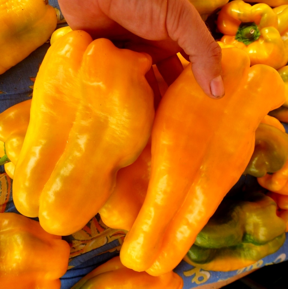 Гигантский Сладкий Перец Жёлтый Монстр — Yellow Monster Pepper