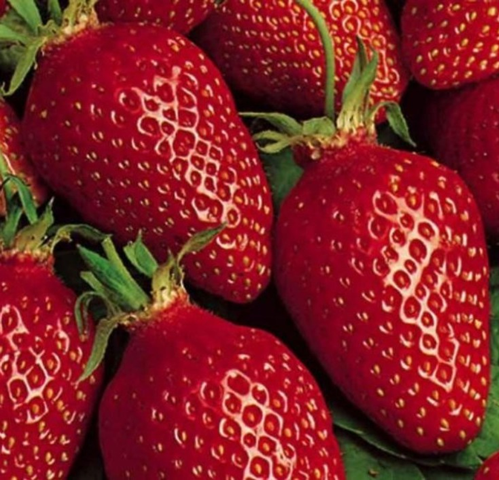 Земляника Гаригуэтта