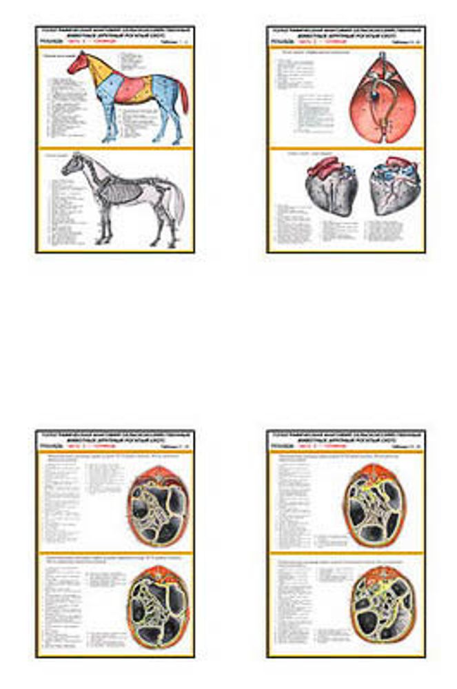 Плакаты ПРОФТЕХ &quot;Топограф. анатомия. Лошадь. Туловище&quot; (21 пл, винил, 70х100)
