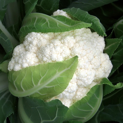 Инклайн F1 семена капусты цветной (Sakata / Саката)