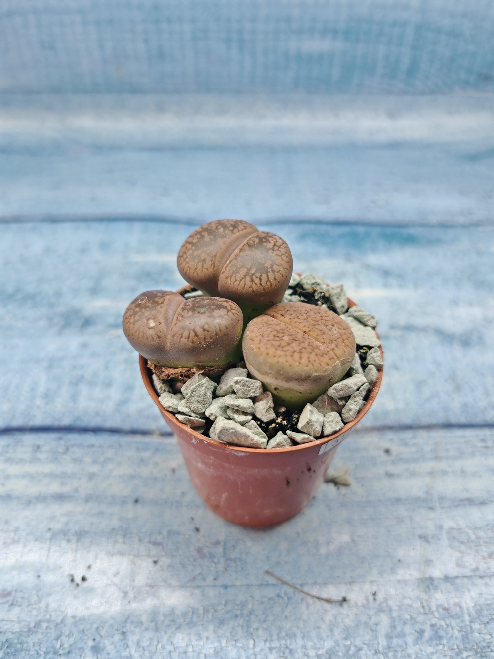 Lithops sp. (Литопсы)