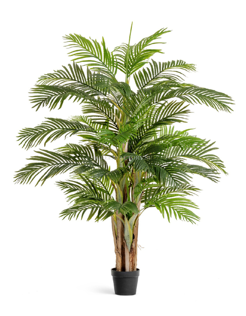 Пальма Арека Катеху де Люкс