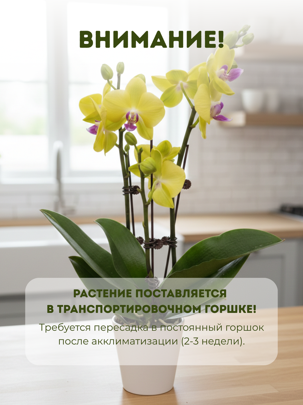 Фаленопсис желтый д.9