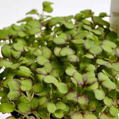 Семена для проращивания горчицы листовой красной Кампари (Гавриш)