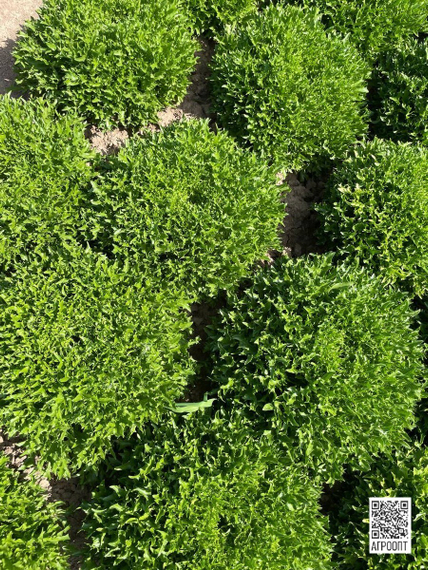 ЭКЗАМ KNOX семена салата (Rijk Zwaan | Alexagro) – фото 3