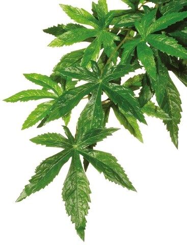 H230322 Тропическое растение EX Jungle Plants пластиковое Абутилон малое 45х20см PT3032