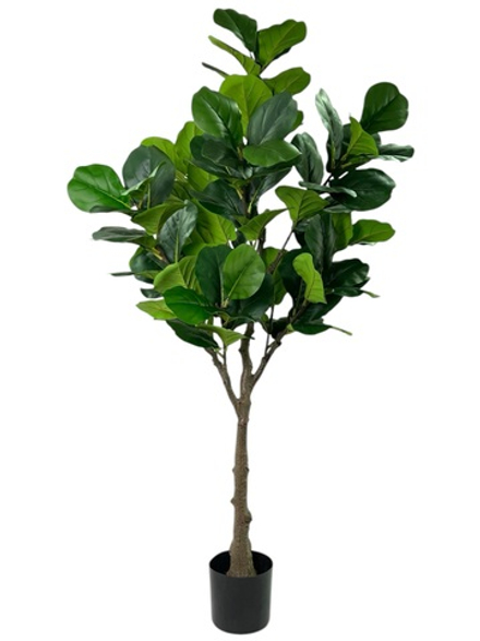 Фикус Лирата 160 см.