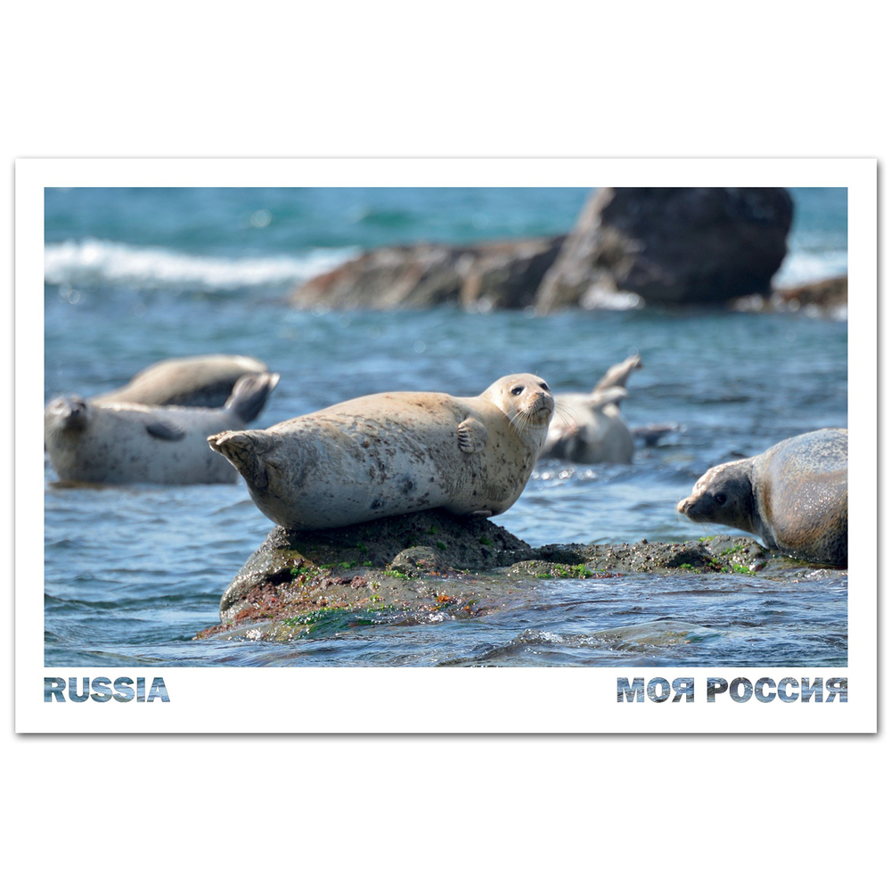 Лежбище тюленей ларга возле кекура Колонна, Японское море