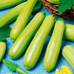 кабачок Аймаран F1