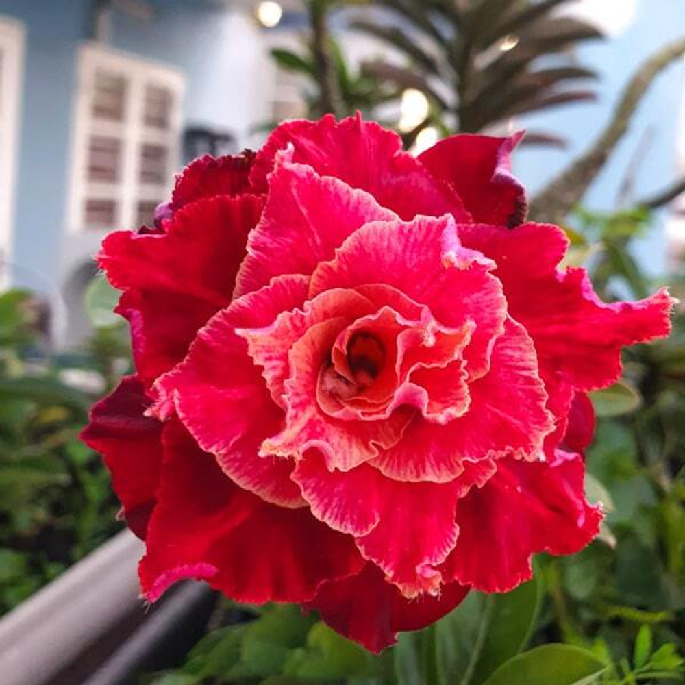 Адениум обесум 356 L31