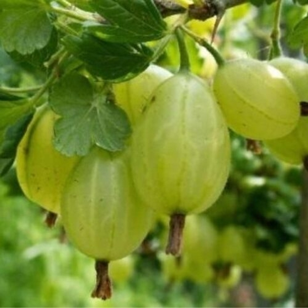 Крыжовник Белый триумф