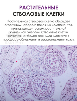 Тонер для лица Dr.Hedison Plant Stem Cell Repair Toner