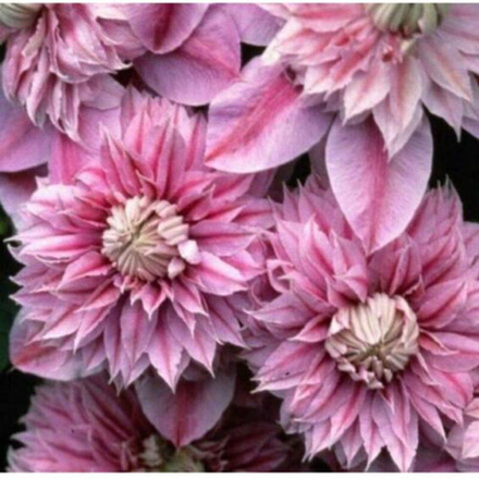 Клематис гибридный Жозефина