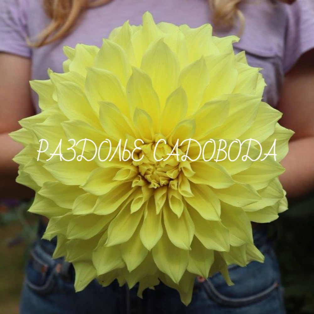 Георгина декоративная Кельвин Флудлайт