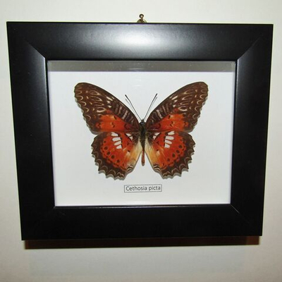 Бабочка Cethosia picta в рамке