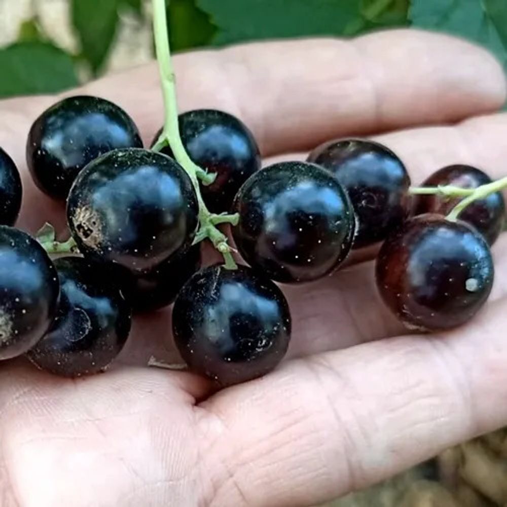 Смородина чёрная Добрый Джинн (ОКС)