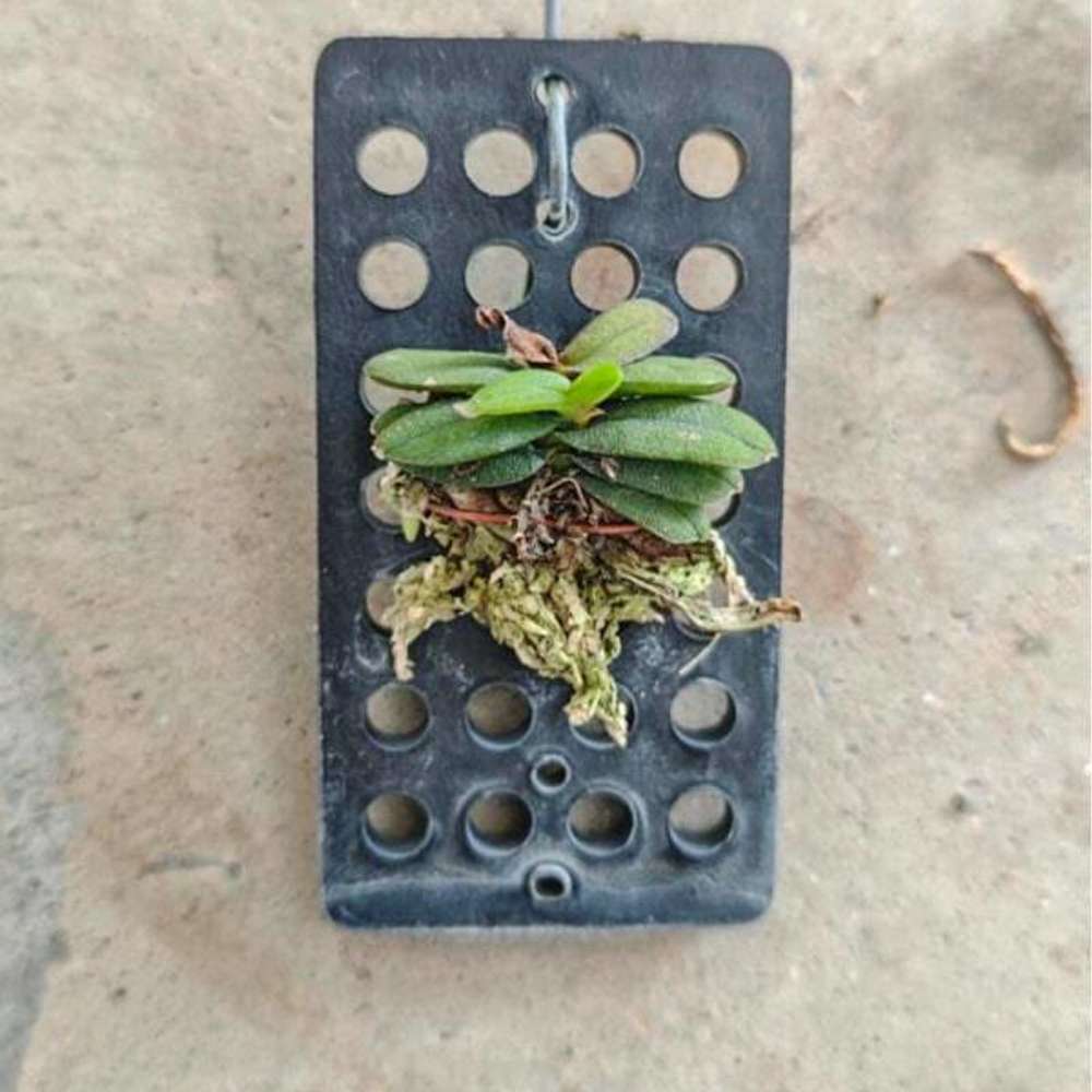 Орхидея DENDROBIUM FRAGRANS