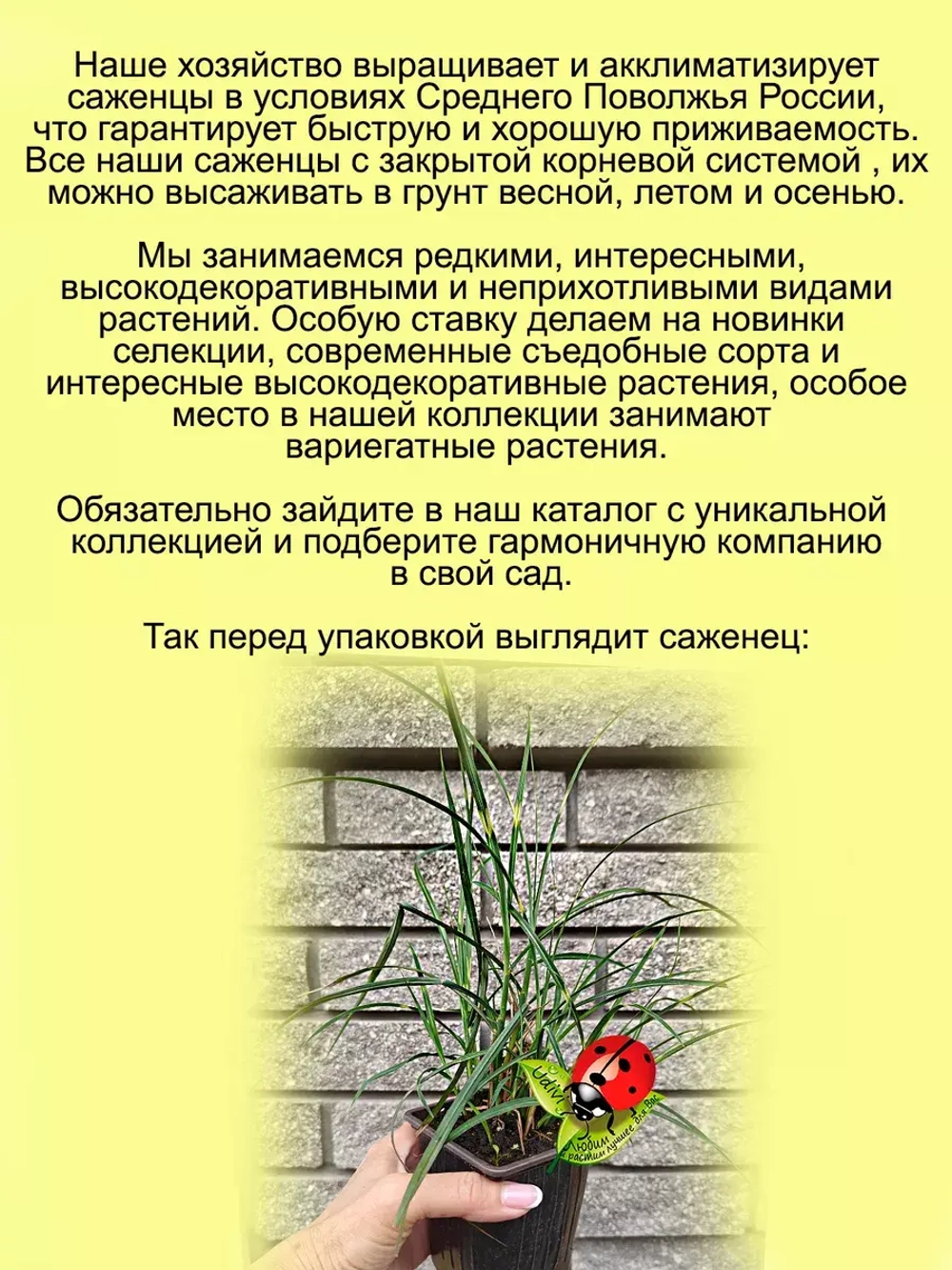 Злак Мискантус китайский Маленькая Зебра