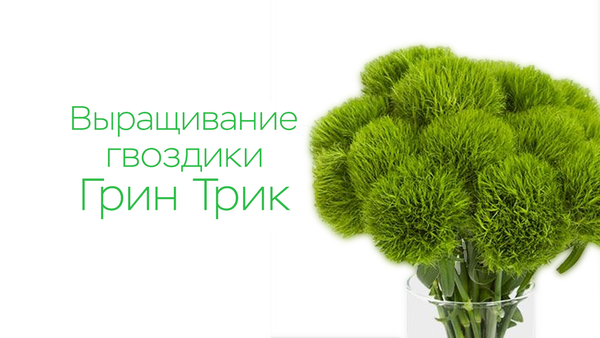 Выращивание гвоздики Грин Трик