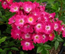 Ред Балерина (Red Ballerina)