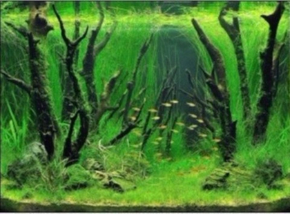 PRIME Фон для аквариума двухсторонний Коряги с растениями/Камни с растениями, 60*150 см